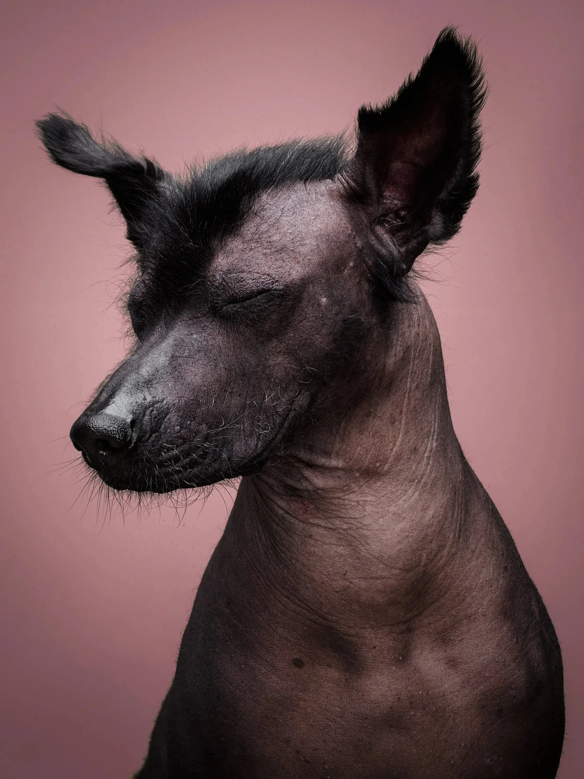 Profile portrait of a hairless dog with its eyes closed against a soft mauve background.